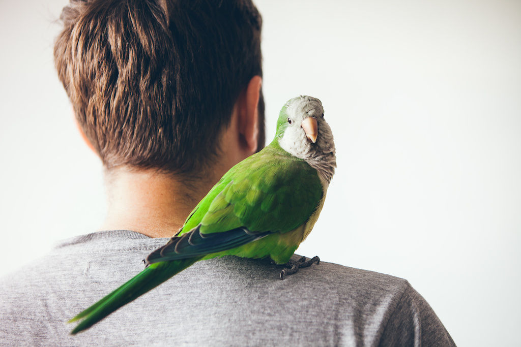 Bird on shoulder of man